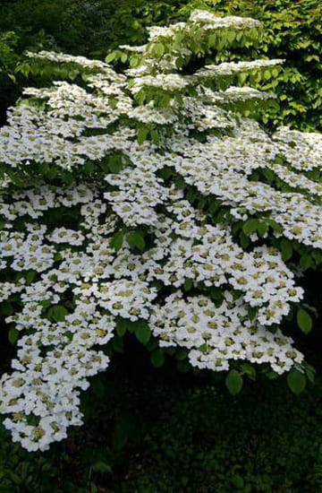 Fleurs blanches 1.jpg